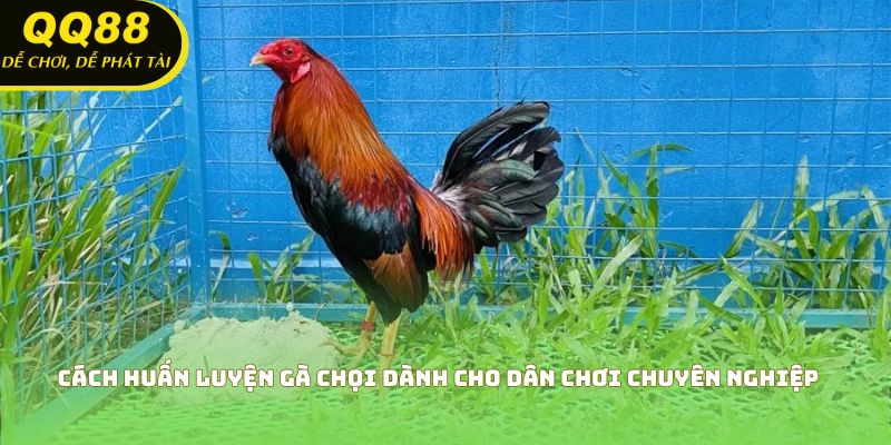 Cách Huấn Luyện Gà Chọi